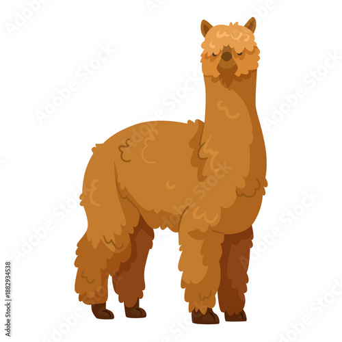 Cute fluffy brown alpaca with curly fur, cartoon style on white background. Concept of domestic animal, farm life. Vector illustration