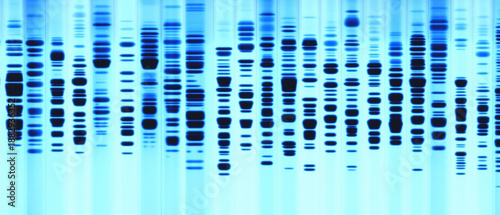 Abstract DNA gel electrophoresis analysis showing genetic bands in blue, ideal for science, genetics, and medical research concepts.