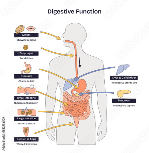 Digestive function overview illustrating how food moves through mouth, stomach, and intestines with bile and enzyme support, clear step-by-step schematic. Doodle style diagram