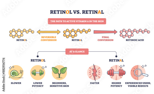 Retinol vs Retinal comparison shows the path to active vitamin A with molecule chains, arrows, and labeled icons, contrasting potency and speed to retinoic acid. Outline diagram
