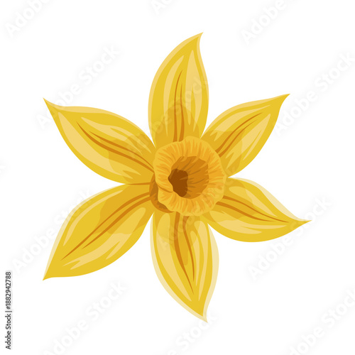 Vanilla flower. Realistic vector isolated design element. Nature spice. Yellow blossom with drops