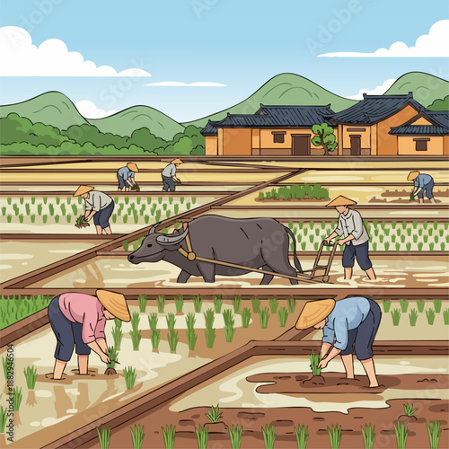 Chinese farming tradition illustration, rice field farming with farmers and water buffalo