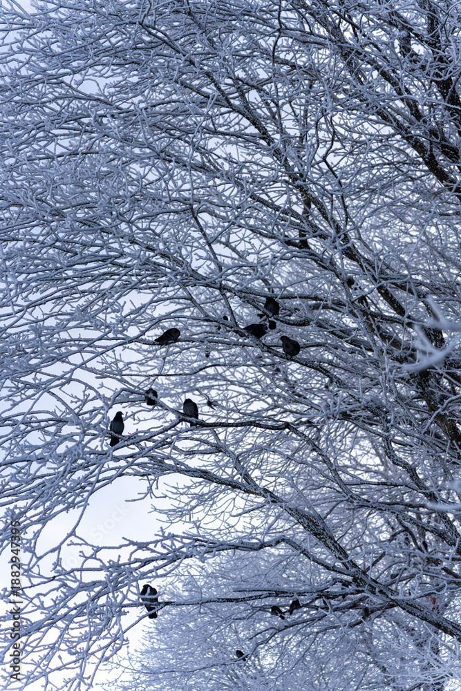 Fototapeta premium Crows On Snow Covered Tree Branches In Winter