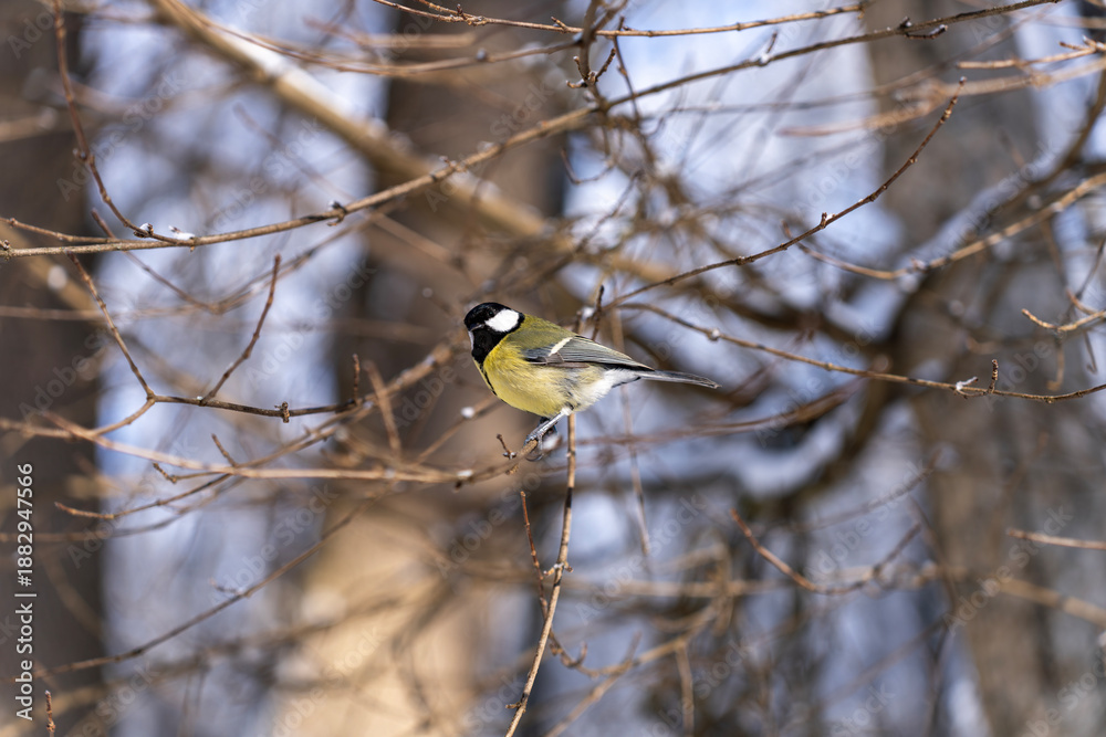 Fototapeta premium Great Tit In Winter Forest