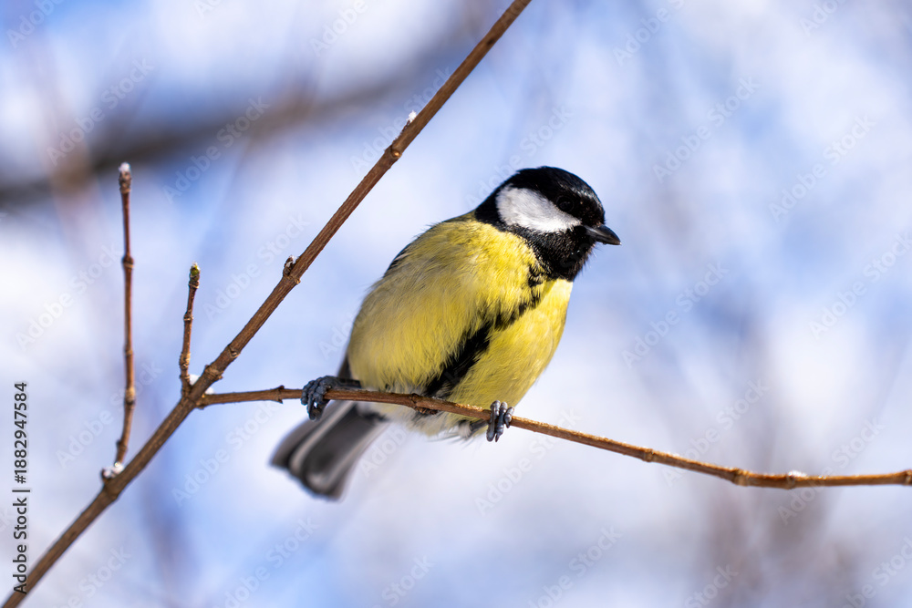 Fototapeta premium Great Tit On Branch
