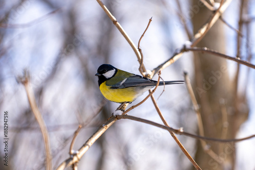 Slika na platnu Great Tit In Winter Forest