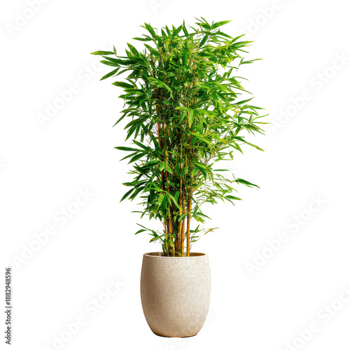 Bamboo plant in a pot placed indoors near a window providing natural greenery to the living space