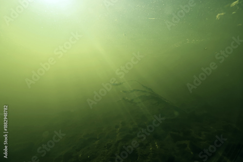 Wallpaper Mural underwater photo, swamp pond or river, green freshwater background, green algae plankton, dirty water blooms Torontodigital.ca