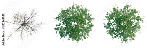 Fotografie Salix caprea tree plan, top view, cutout, transparent background, isolate, Detai
