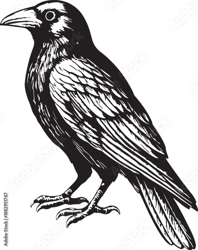 Orca killer whale vintage engraving vector illustration