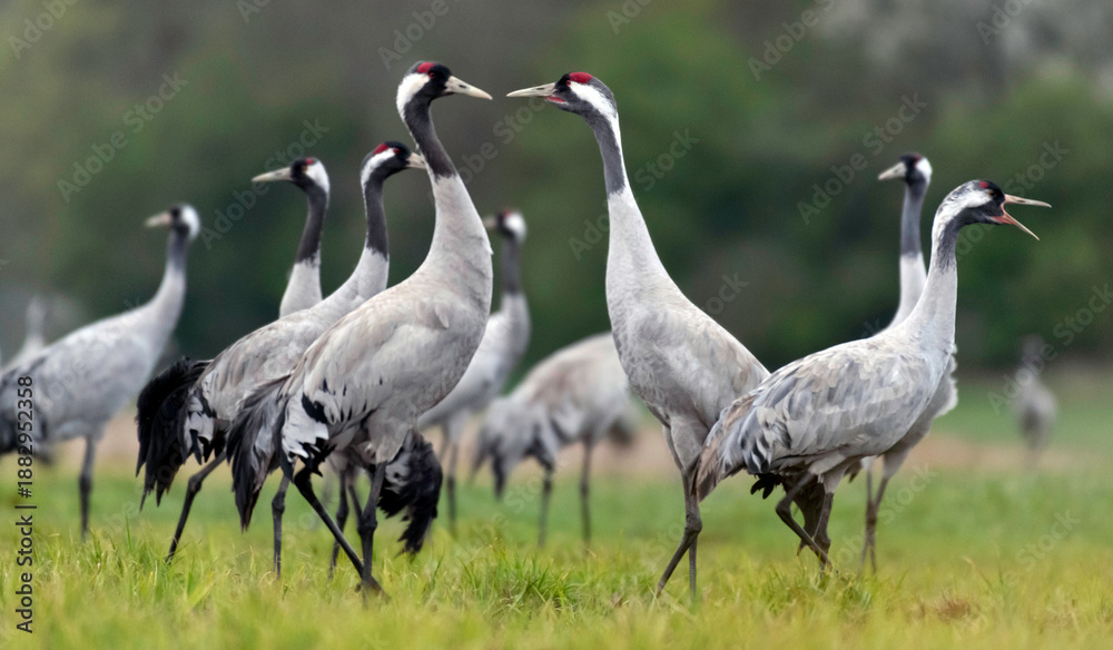 Fototapeta premium Common crane (Grus grus) in the wild. Early morning on swamp erens.