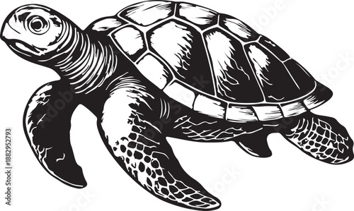 Mussel shell vintage engraving vector illustration