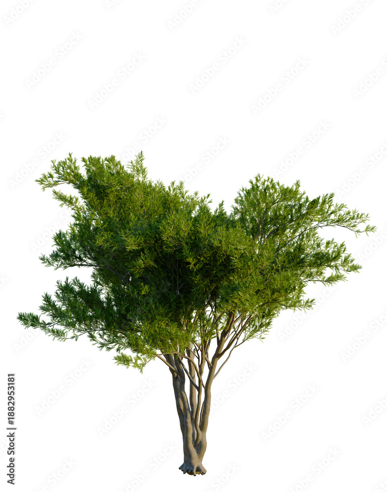 Obraz premium Cupressus sempervirens tree, front view, cutout, transparent background, isolate, Elevation, Detailed Juniper Tree with Green Foliage, Lush Branches, and a Natural Appearance