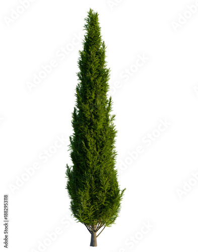 Foto Cupressus sempervirens tree, front view, cutout, transparent background, isolate