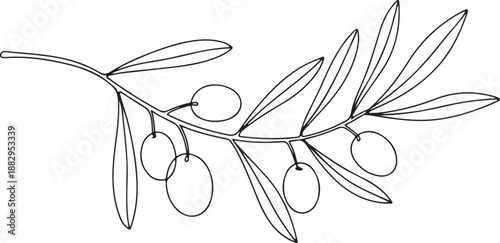 Olive branch line art illustration with leaves and olives isolated