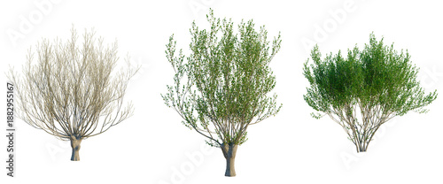 Salix caprea tree, front view, cutout, transparent background, isolate, Elevation, Bare Tree Branches Silhouette Vector Illustration for Winter Season Design