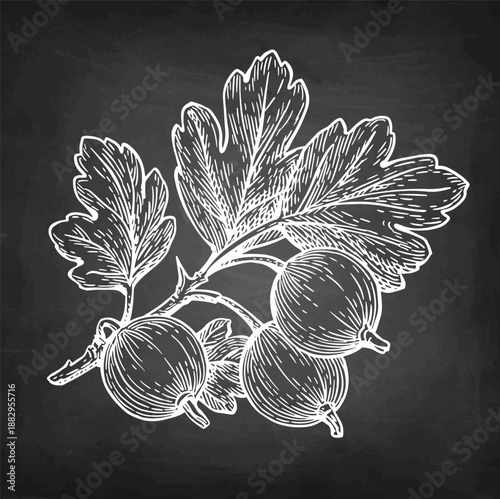 Gooseberry branch chalk sketch.