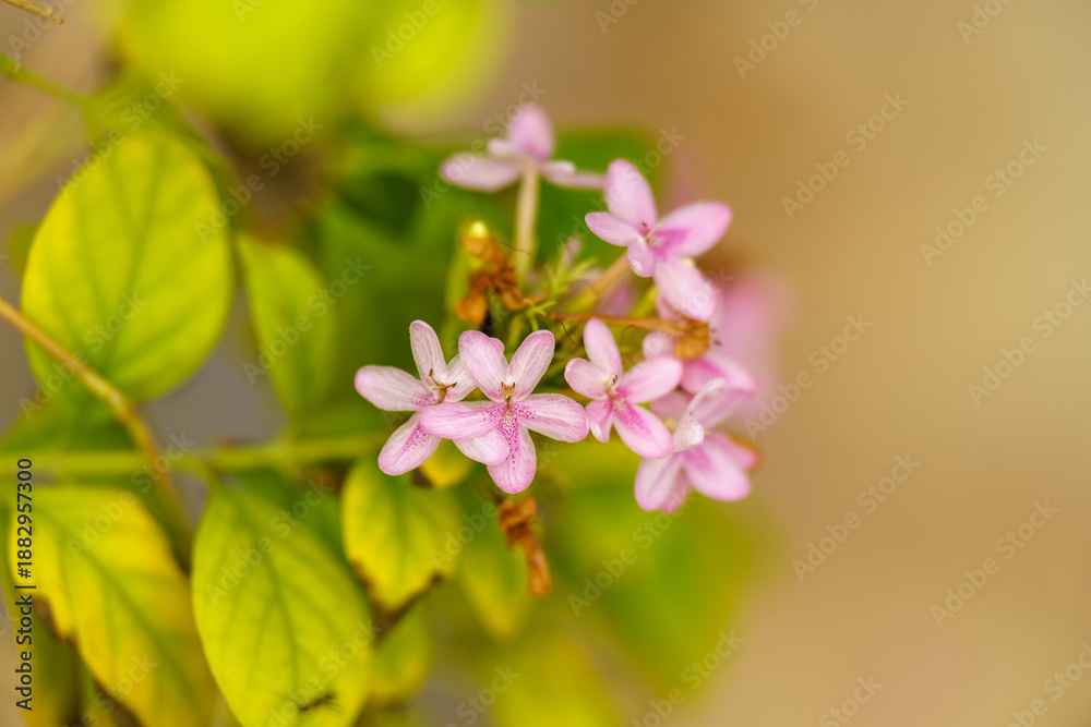 Obraz premium Close up of a pink flower with a green stem