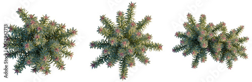 Tableau sur toile Euphorbia ascot rainbow tree plan, top view, cutout, transparent background, iso