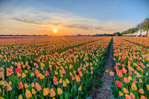 Valokuva Blooming tulip field at sunset in countryside