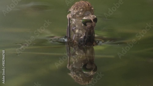freshly hatched mosquito pushing through water surface