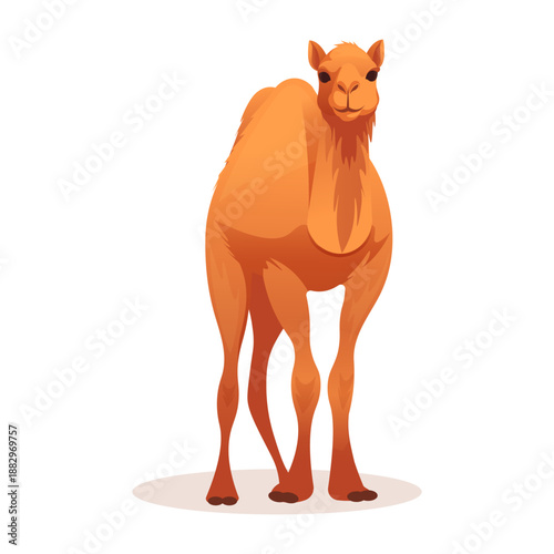 Single hump camel facing forward in cartoon style on a white background. Concept of desert wildlife and animal character. Vector illustration