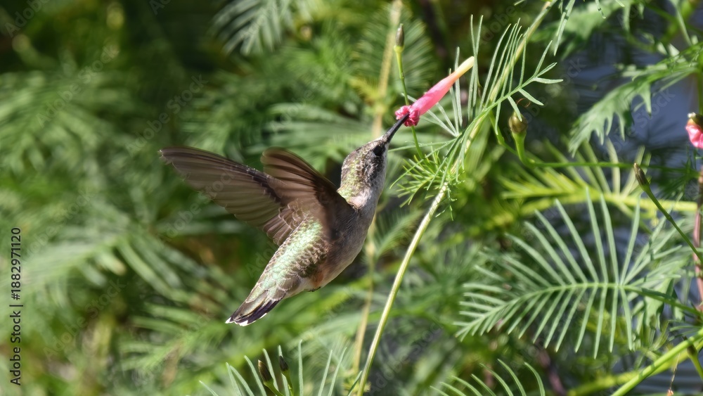 Fototapeta premium Hummingbird feeding on nectar from a pink flower amidst lush green foliage.