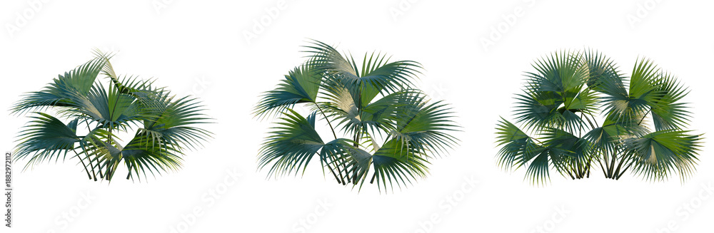 Naklejka premium Carludovica palmata tree, front view, cutout, transparent background, isolate, Elevation, Lush Green Palm Tree Fronds, Close-Up, Detailed Tropical Foliage, Nature's Beauty