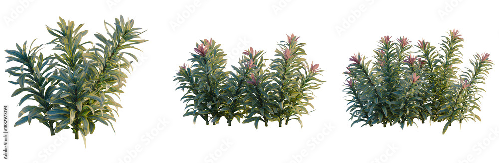Fototapeta premium Euphorbia ascot rainbow tree, front view, cutout, transparent background, isolate, Elevation, Detailed close-up of a lush green shrub with vibrant foliage, ideal for botanical studies.