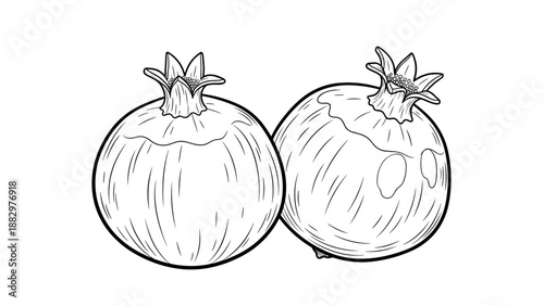 Detailed linear drawing of pomegranates on white background