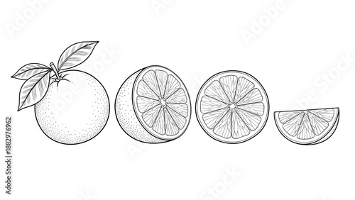 Detailed citrus fruit outline with orange and sliced segments