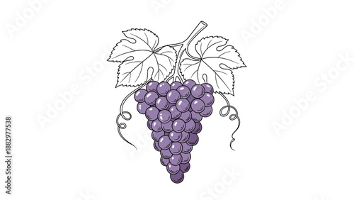 Detailed cluster of purple grapes with leaves on vine with white background