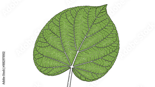 Detailed botanical study of a single green leaf with veins