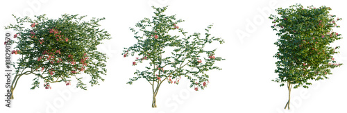 Foto Campsis grandiflora tree, front view, cutout, transparent background, isolate, E
