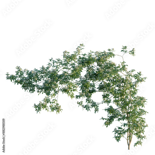 Fotografi Rosa banksiae tree, front view, cutout, transparent background, isolate, Elevati