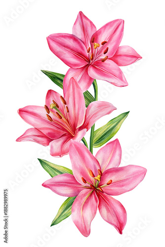 Pink lily watercolor stem with three vivid blooms and green leaves isolated on white background for romantic designs