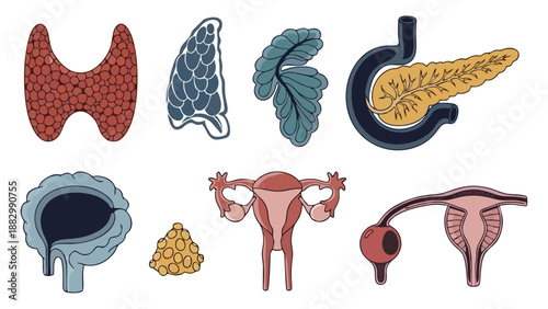 Vector Illustration Set of Major Human Endocrine System Glands and Reproductive Organs