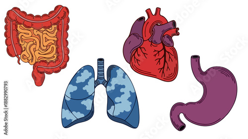 Set of Human Internal Organs Illustration Heart Lungs Stomach and Intestines for Medical Education