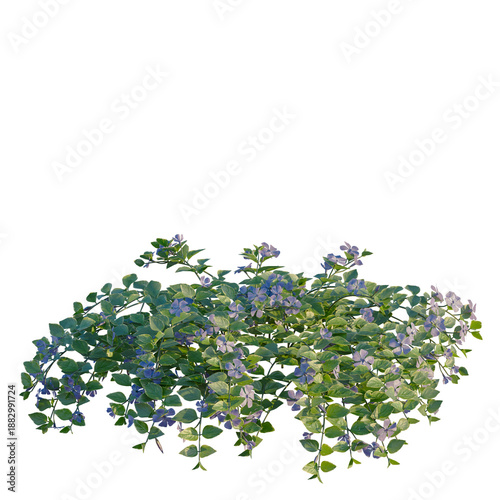Fotografi Vinca major tree, front view, cutout, transparent background, isolate, Elevation