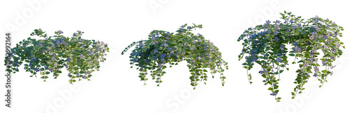 Photography Vinca major tree, front view, cutout, transparent background, isolate, Elevation
