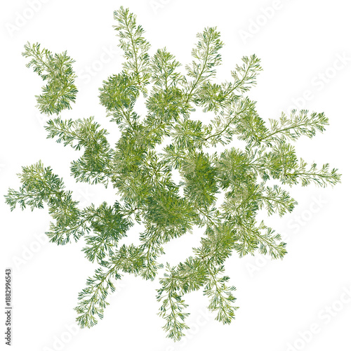Photos Artemisia abrotanum tree plan, top view, cutout, transparent background, isolate, Detailed close-up of delicate fern leaves, showcasing natural textures and intricate patterns