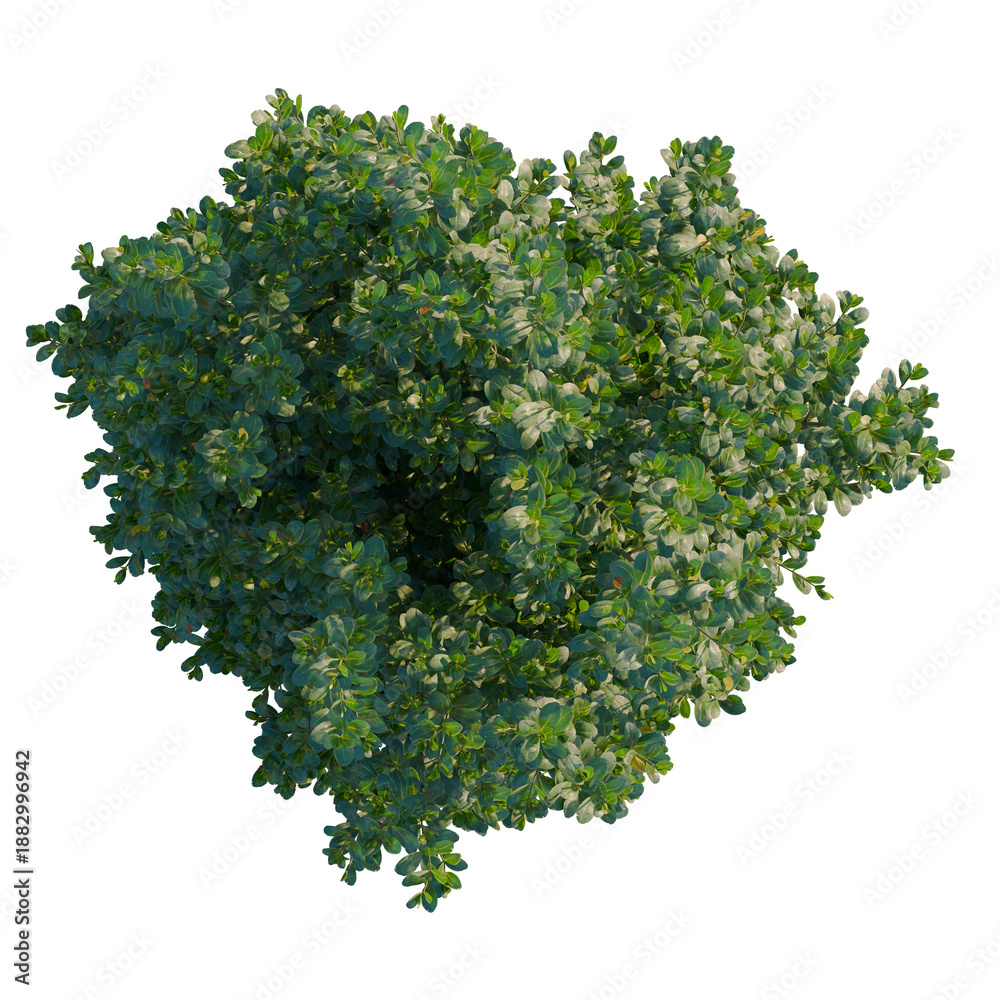 Obraz premium Ilex crenata tree plan, top view, cutout, transparent background, isolate, Detailed aerial view of lush green foliage with a complex pattern, perfect for nature backgrounds
