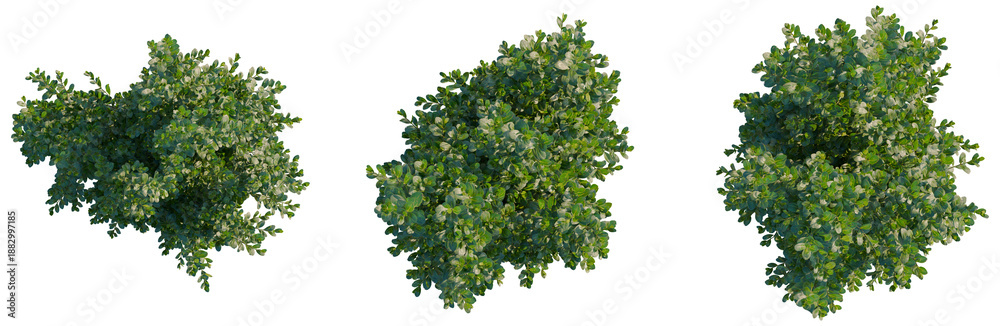Obraz premium Ilex crenata tree plan, top view, cutout, transparent background, isolate, Detailed Green Pine Tree Branch with Needles, Lush Foliage, and Natural Textures, Perfect for Design