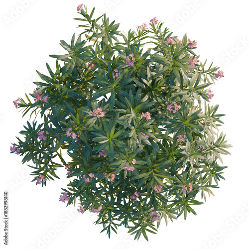 Tableau sur toile Nerium oleander tree plan, top view, cutout, transparent background, isolate, Be