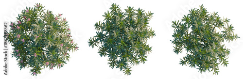 Photos Nerium oleander tree plan, top view, cutout, transparent background, isolate, De