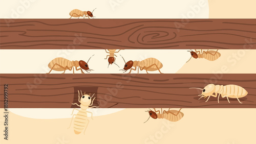 Termite colony on wooden planks, illustrating infestation and colony life