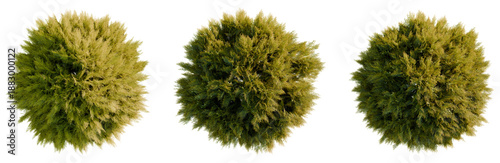 Tableau sur toile Thuja sutchuenensis tree plan, top view, cutout, transparent background, isolate