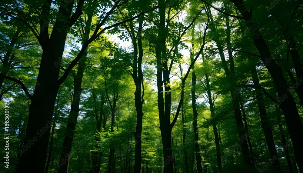 Naklejka premium sunlight in the forest