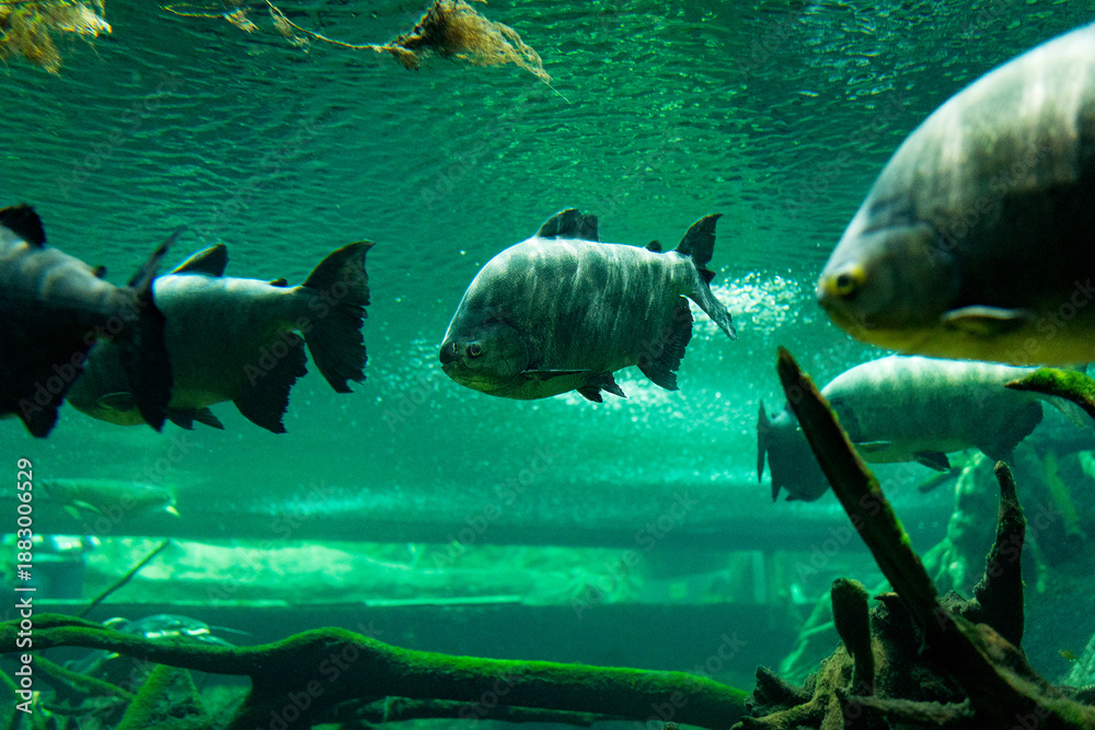 Fototapeta premium Pirapitinga, amazonian fish, swimming in his habitat inside an aquarium, concept of biodiversity