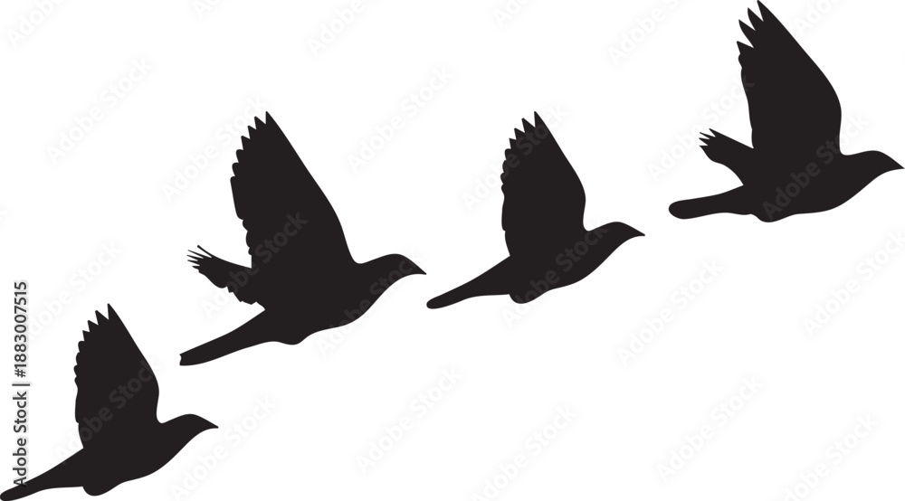 Obraz premium Flying Birds Silhouette
